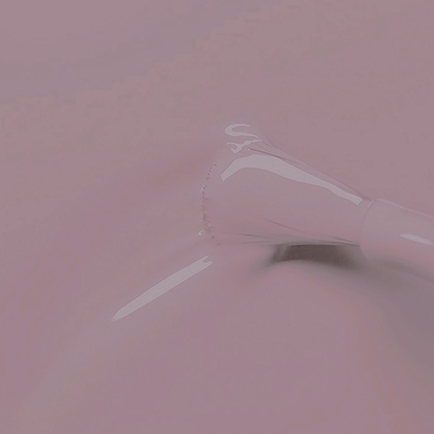 Viola Purple